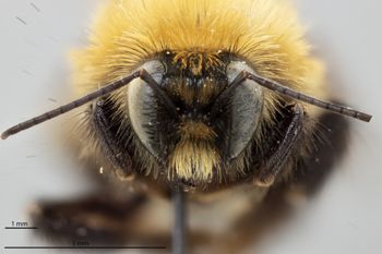 Media type: image;   Entomology 810751 Aspect: head frontal view